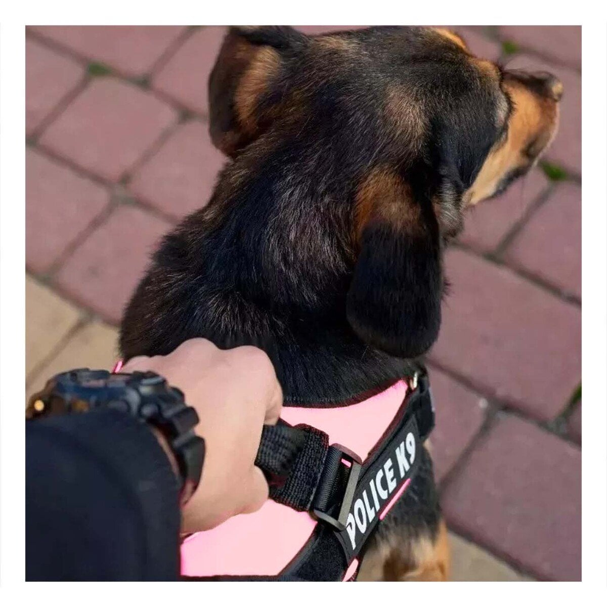 PACK4 ARNES REFORZADO SERVICE DOG TALLA XXL ROSADO USO CONSTANTE Y+REGALO STICKER - 3