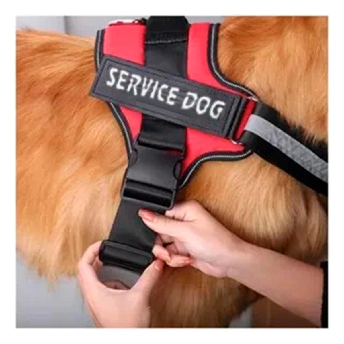 PACK6 EQUIPO REFORZADO SERVICE DOG TALLA XL ROJO USO DIARIO Y+PAPEL REGALO - 2