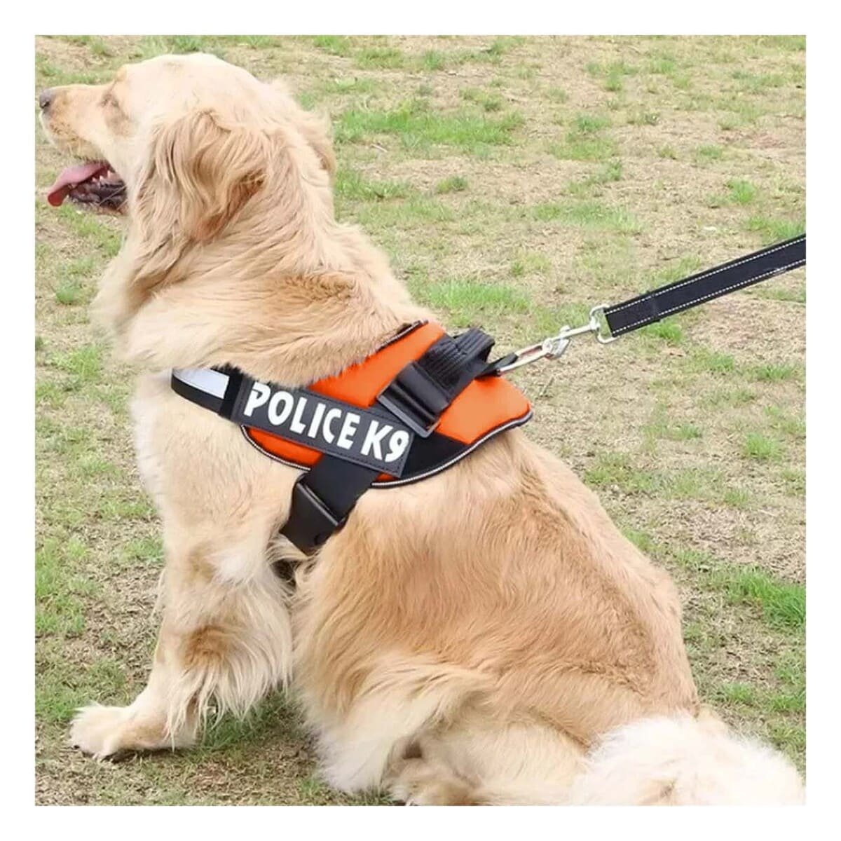 PACK6 CORREA AJUSTABLE SERVICE DOG TALLA XXL ANARANJADO PASEO DIARIO - 2