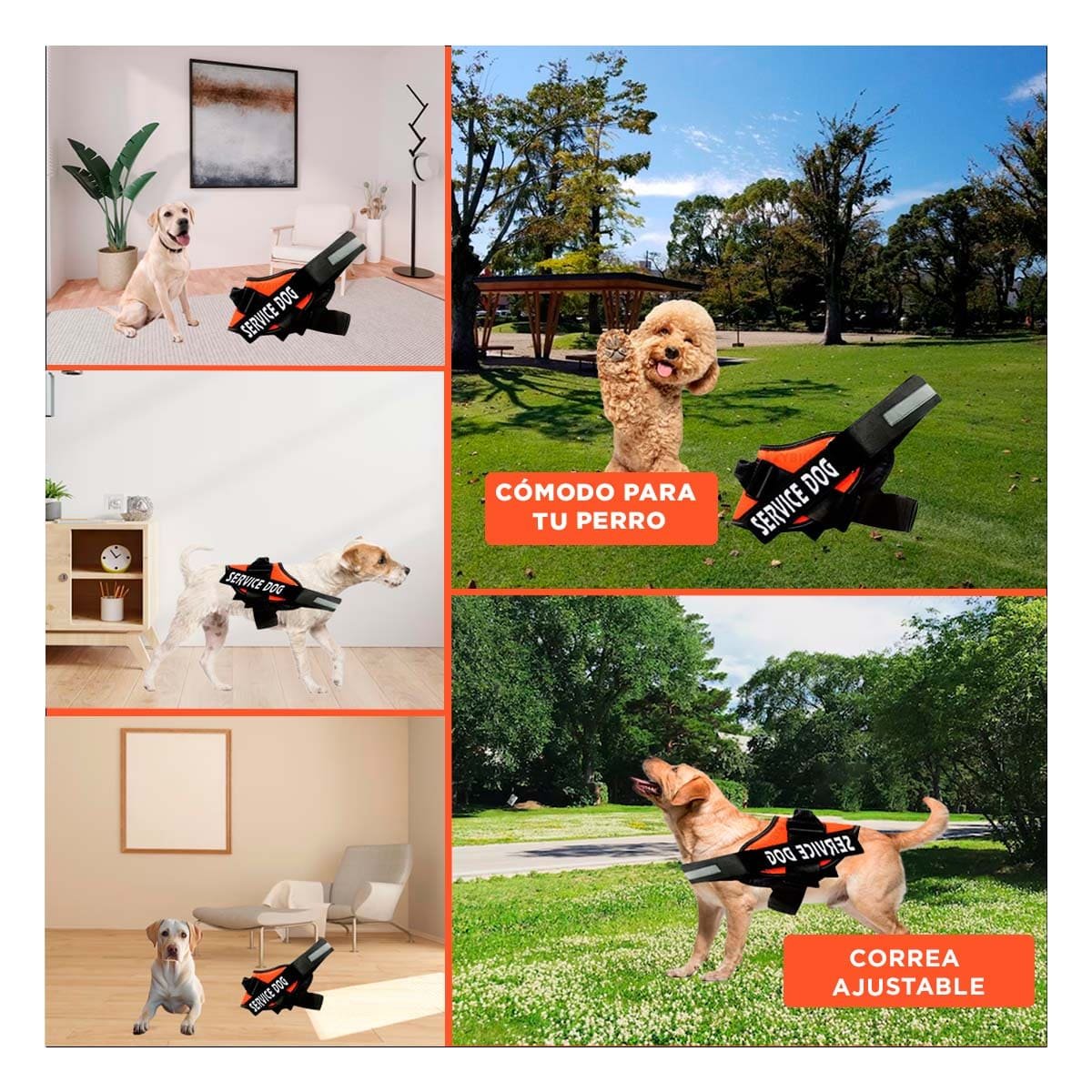PACK4 CINTURON CANINO SERVICE DOG TALLA S ANARANJADO SOPORTE SEGURO Y+REGALO STICKER - 2