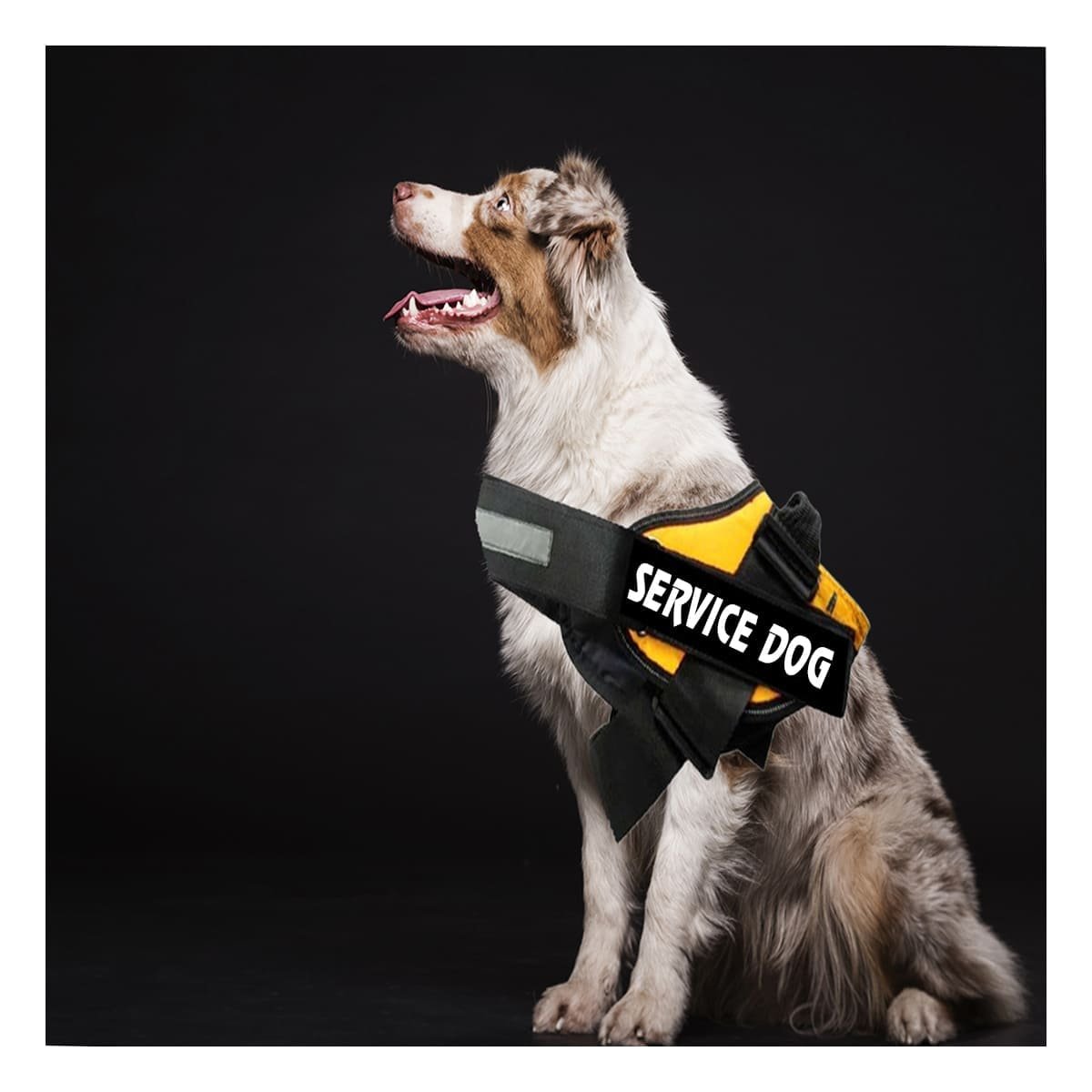 PACK6 ARNES PECHERA SERVICE DOG TALLA S AMARILLO CONFORT PASEOS Y+PAPEL REGALO - 2