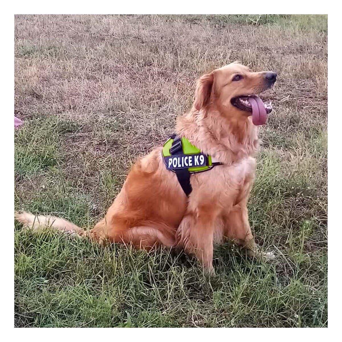 PACK6 CHALECO REFORZADO SERVICE DOG TALLA XXL VERDE TRABAJO DIARIO Y+REGALO STICKER - 3