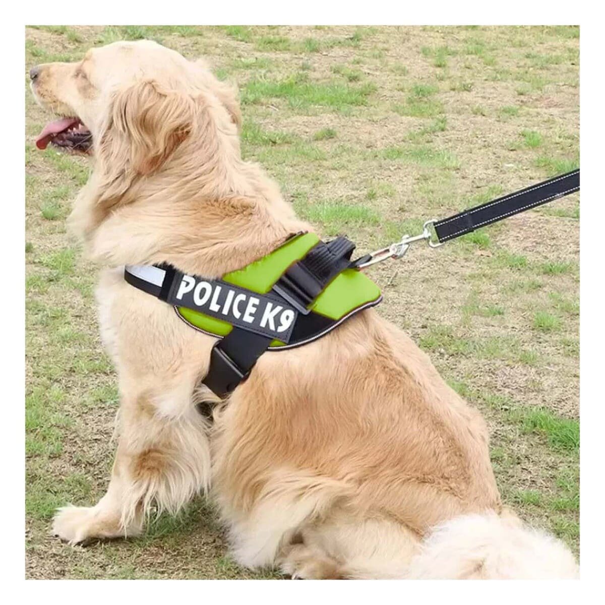 PACK4 ARNES COMODO SERVICE DOG TALLA XXL VERDE PASEOS LARGOS - 2