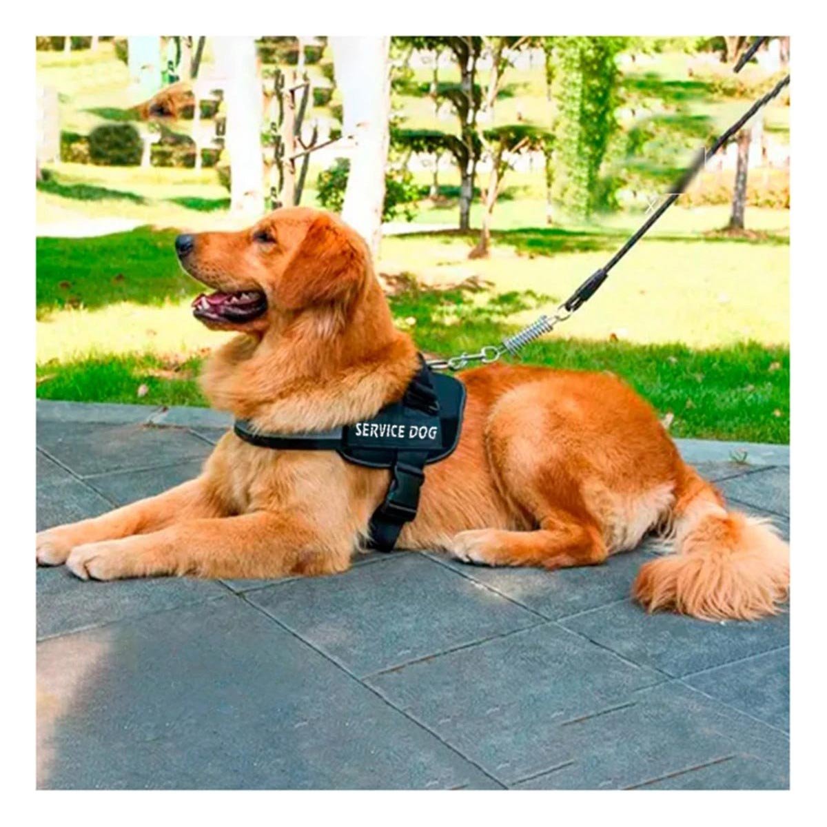 PACK4 ARNES COMODO SERVICE DOG TALLA XL NEGRO PASEOS LARGOS - 3