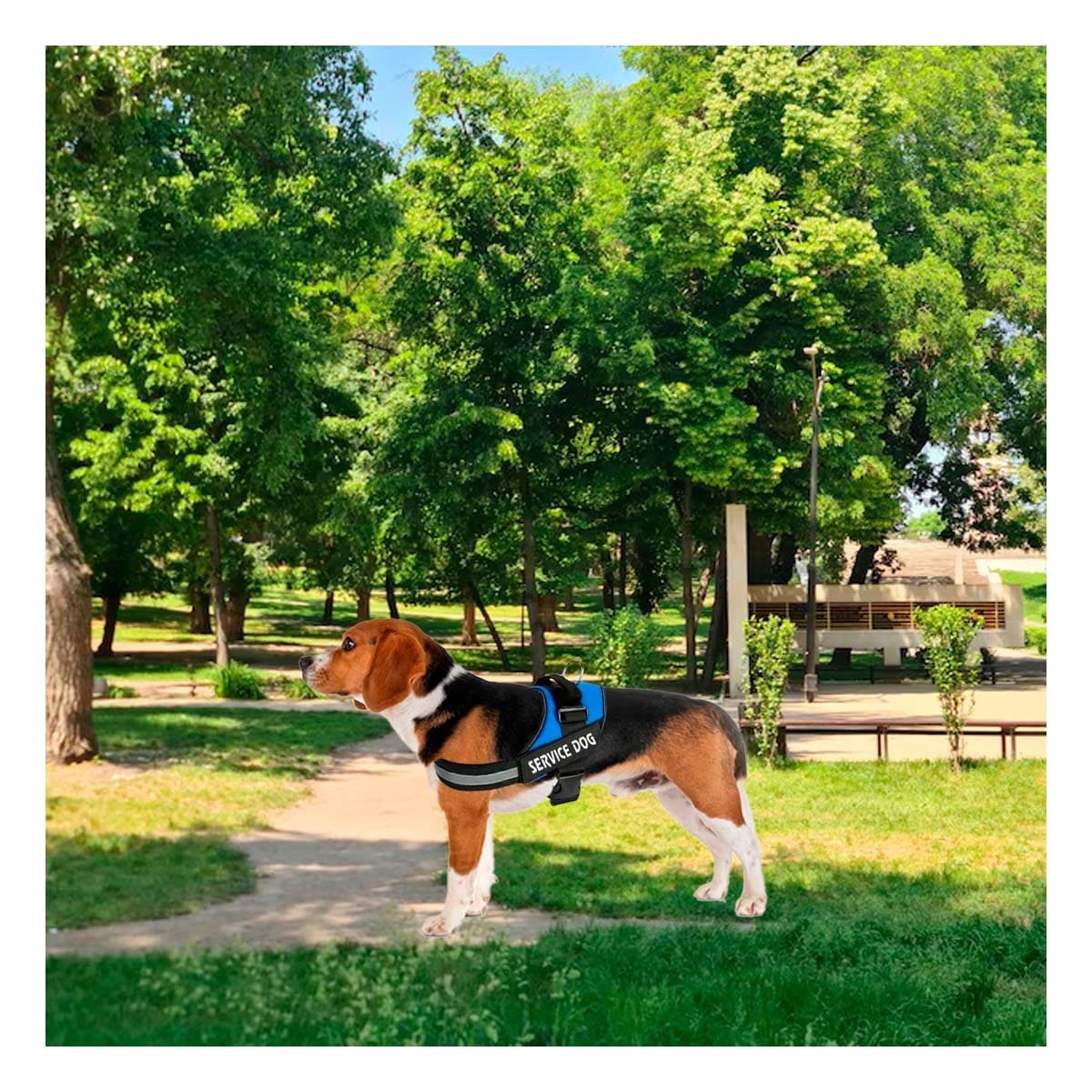 PACK2 PECHERA RESISTENTE SERVICE DOG TALLA S AZUL PARA ENTRENAMIENTO Y+REGALO STICKER - 5