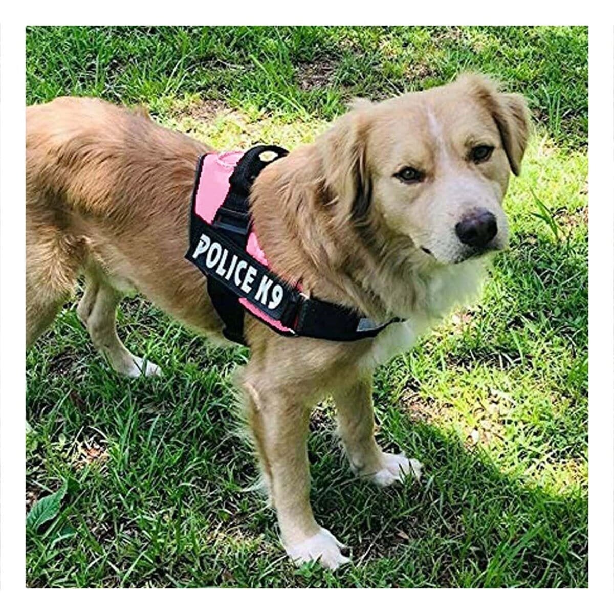 PACK2 EQUIPO DE SERVICIO SERVICE DOG TALLA XXL ROSADO AJUSTE FIRME Y+REGALO STICKER - 5
