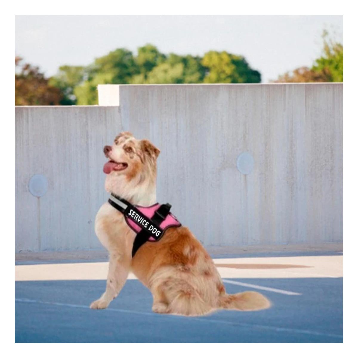 PACK2 PECHERA DE PASEO SERVICE DOG TALLA XL ROSADO DISENO SEGURO - 5