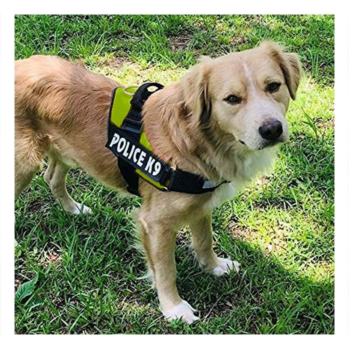 PACK2 PECHERA RESISTENTE SERVICE DOG TALLA XXL VERDE ENTRENAMIENTO Y+REGALO STICKER - 5