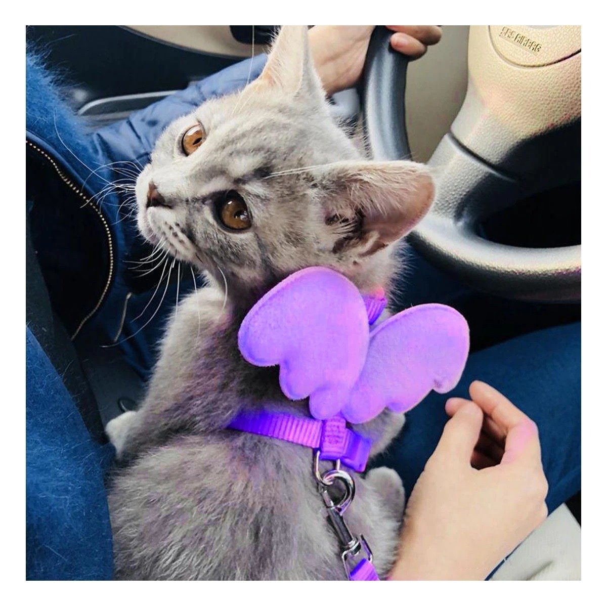 PACK4 CHALECO REGULABLE PET CON ALITAS PEQUENAS Y AJUSTE COMODO LILA Y+REGALO STICKER - 3