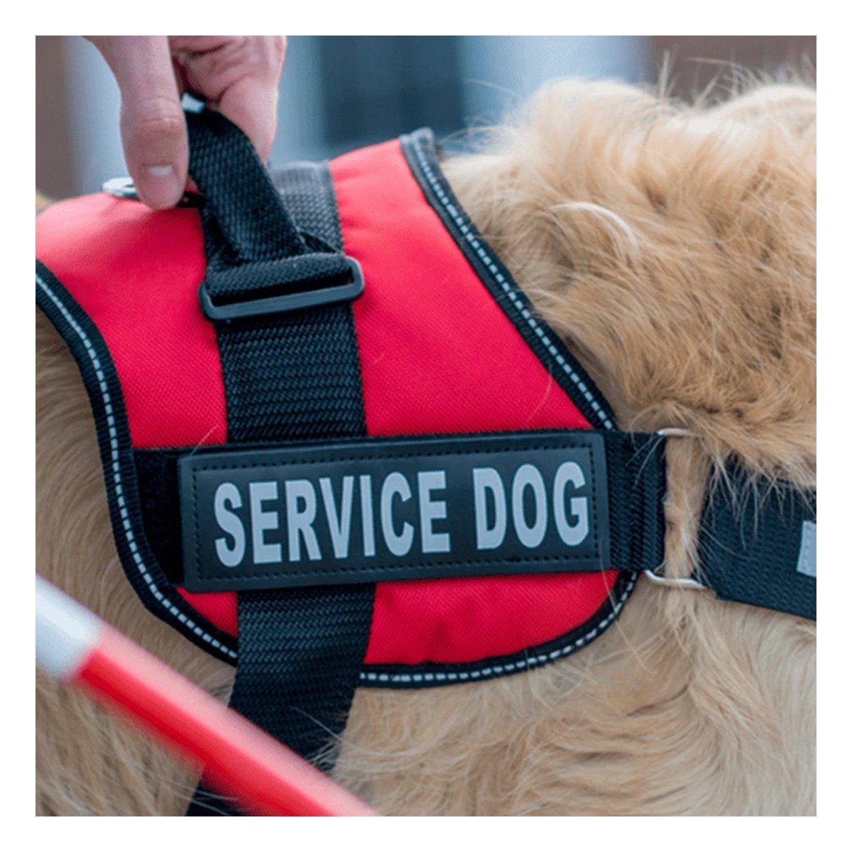 PACK2 HARNESS CHALECO DE PASEO CON ASA SERVICE DOG TALLA S ROJO Y+REGALO STICKER - 5