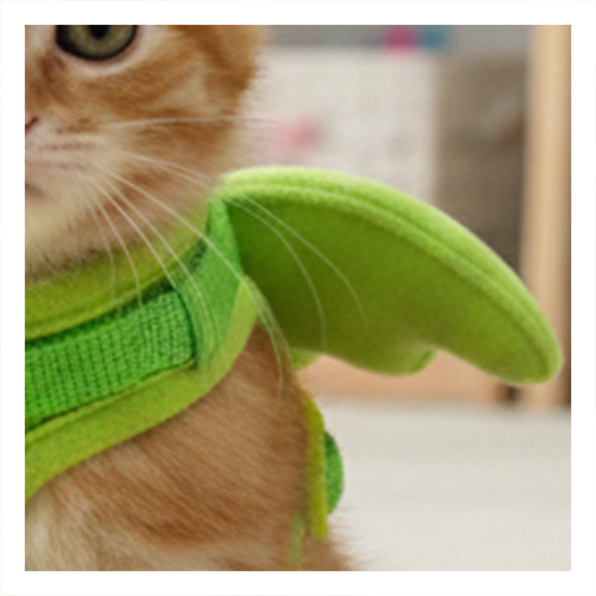 PACK12 SOPORTE PET VERDE CON ALITAS PEQUENAS COMODO PARA PASEO Y+REGALO STICKER - 5