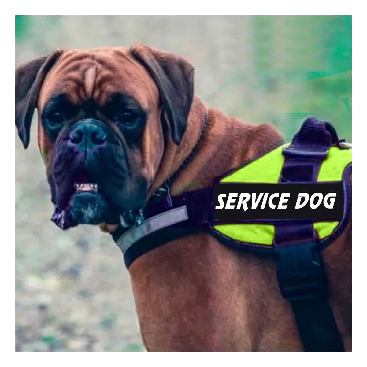 PACK2 CORREA PECHERA SERVICE DOG TALLA M VERDE RESISTENTE Y+REGALO STICKER - 3