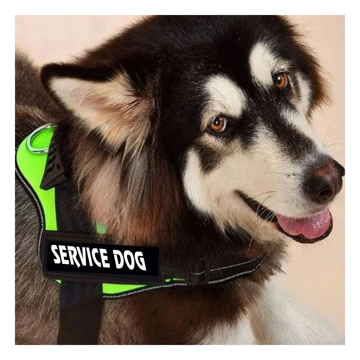 PACK2 CORREA PECHERA SERVICE DOG TALLA M VERDE RESISTENTE Y+REGALO STICKER - 5