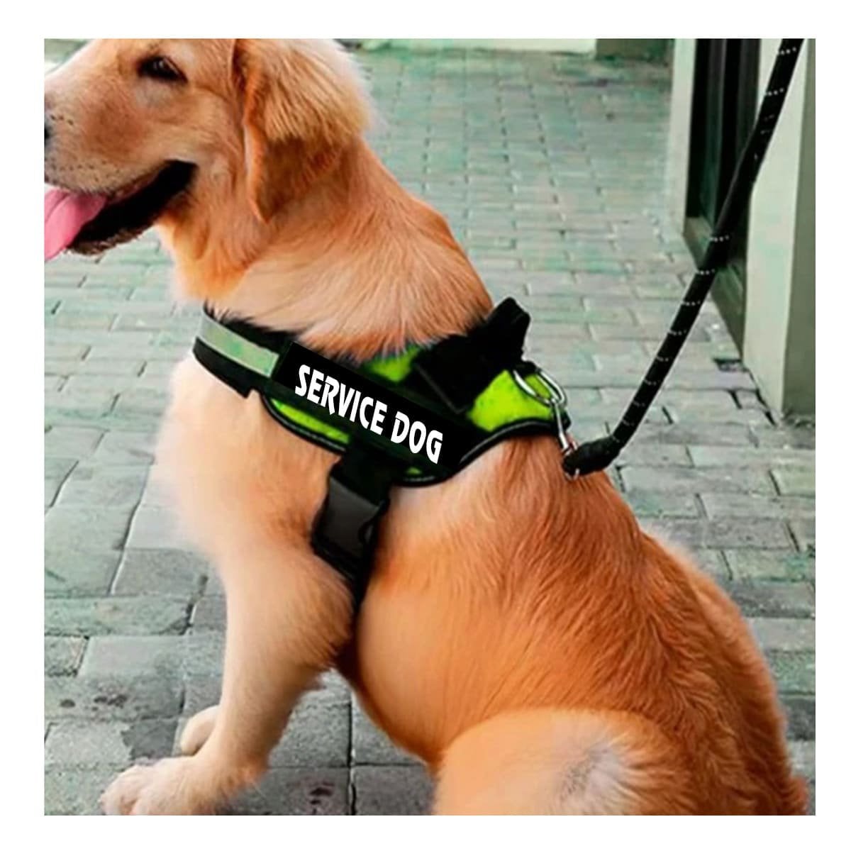 PACK2 CINTURON PECHERA SERVICE DOG TALLA M VERDE CONFORTABLE Y+PAPEL REGALO - 5