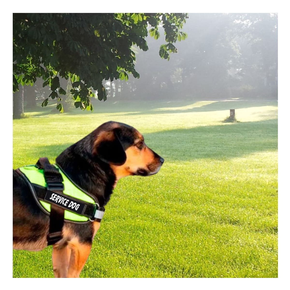 PACK12 CINTURON PECHERA SERVICE DOG TALLA M VERDE PARA PASEOS Y+REGALO STICKER - 3
