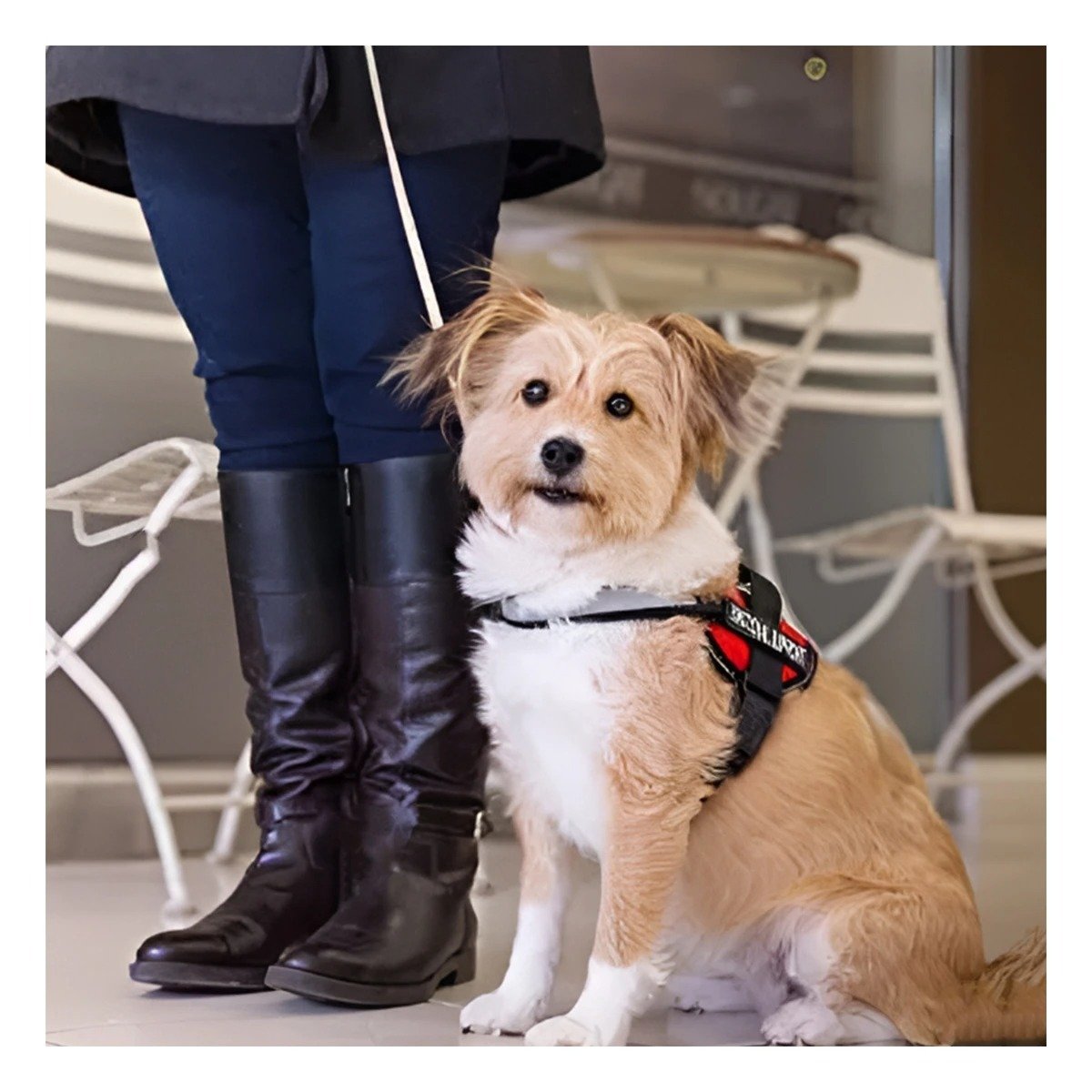 PACK2 ARNES CON ASA DE ENTRENAMIENTO SERVICE DOG TALLA S ROJO Y+PAPEL REGALO - 2