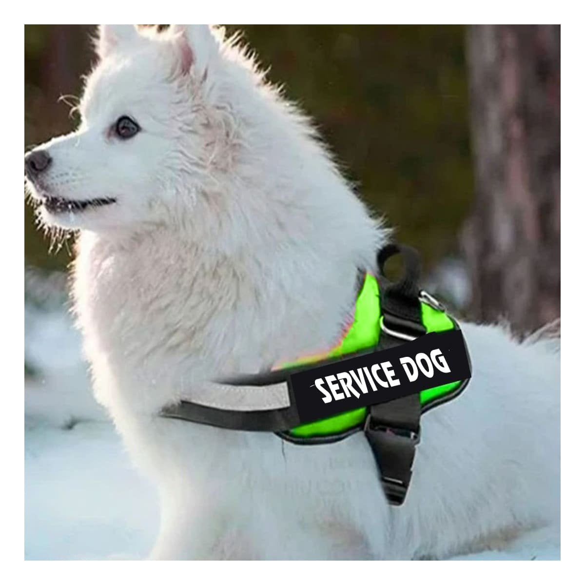 PACK12 EQUIPO PECHERA SERVICE DOG TALLA M VERDE PERRO ACTIVO Y+PAPEL REGALO - 3
