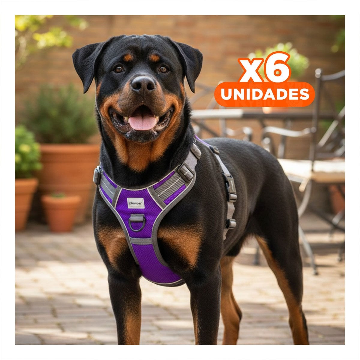 PACK6 CORREA PARA PERRO MORADO TALLA XL CON MATERIAL REFORZADO Y+REGALO STICKER - 1