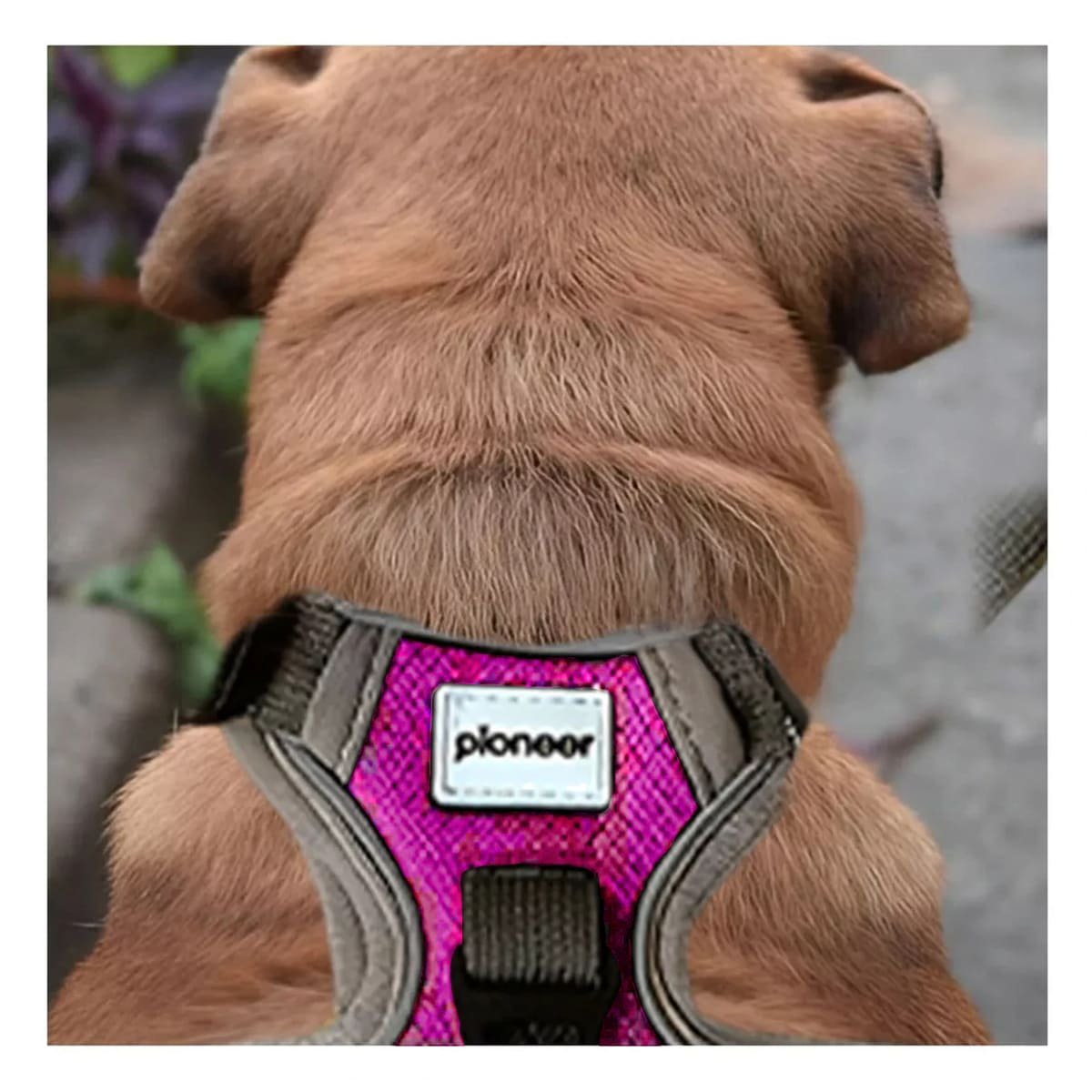 CHALECO PARA PERRO FUCSIA TALLA L AJUSTABLE Y DE ALTA CALIDAD Y+LIGAS REGALO - 2