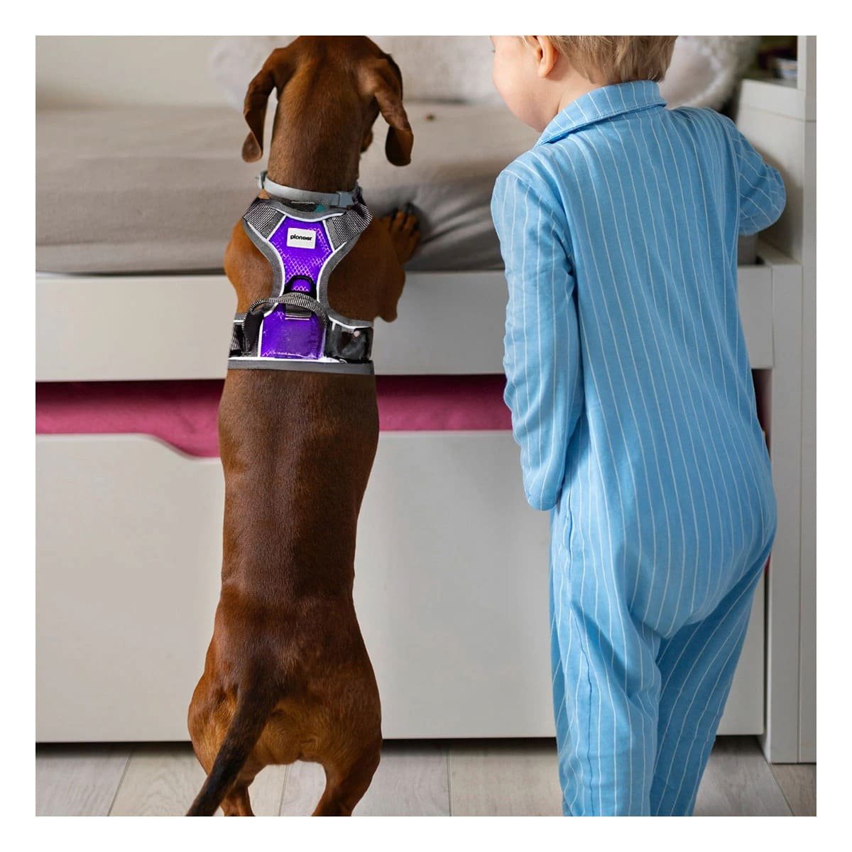 ARNES PARA PERRO MORADO TALLA XL CON HEBILLAS REFORZADAS Y SUAVE - 2
