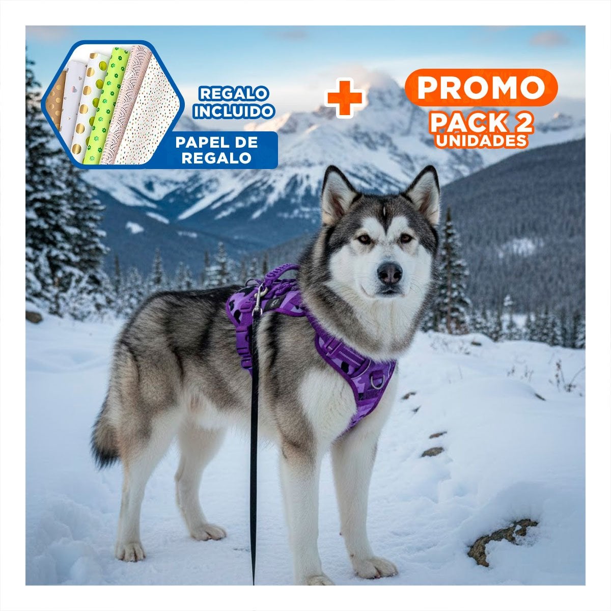 PACK2 PECHERA PARA PERRO ACTIVO MORADO TALLA L CON SUJECION RESISTENTE Y+PAPEL REGALO - 1