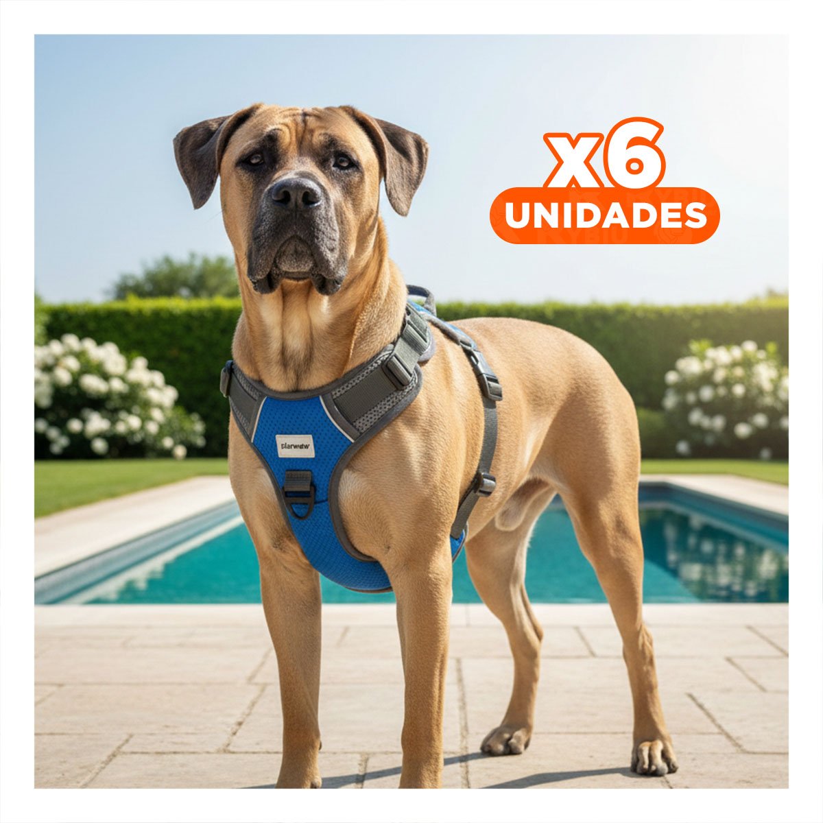 PACK6 CINTURON PARA PERRO AZUL TALLA XL RESISTENTE Y LIGERO PARA MASCOTA Y+REGALO STICKER - 1