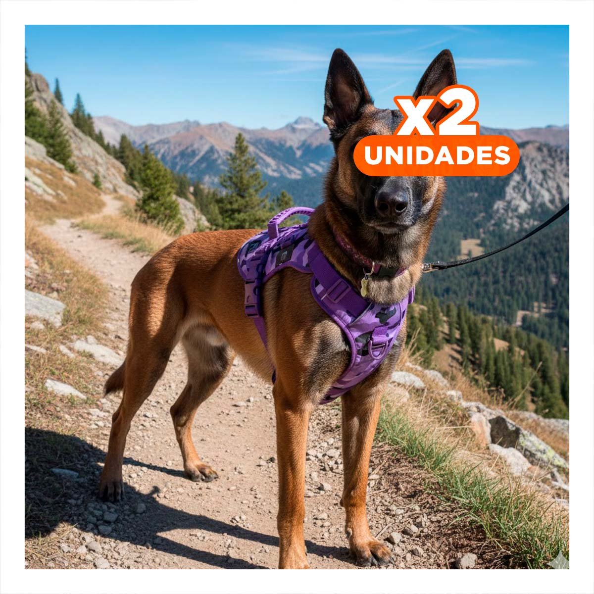 PACK2 CHALECO PARA PERRO ACTIVO MORADO TALLA L FACIL DE COLOCAR Y AJUSTAR Y+REGALO STICKER - 1