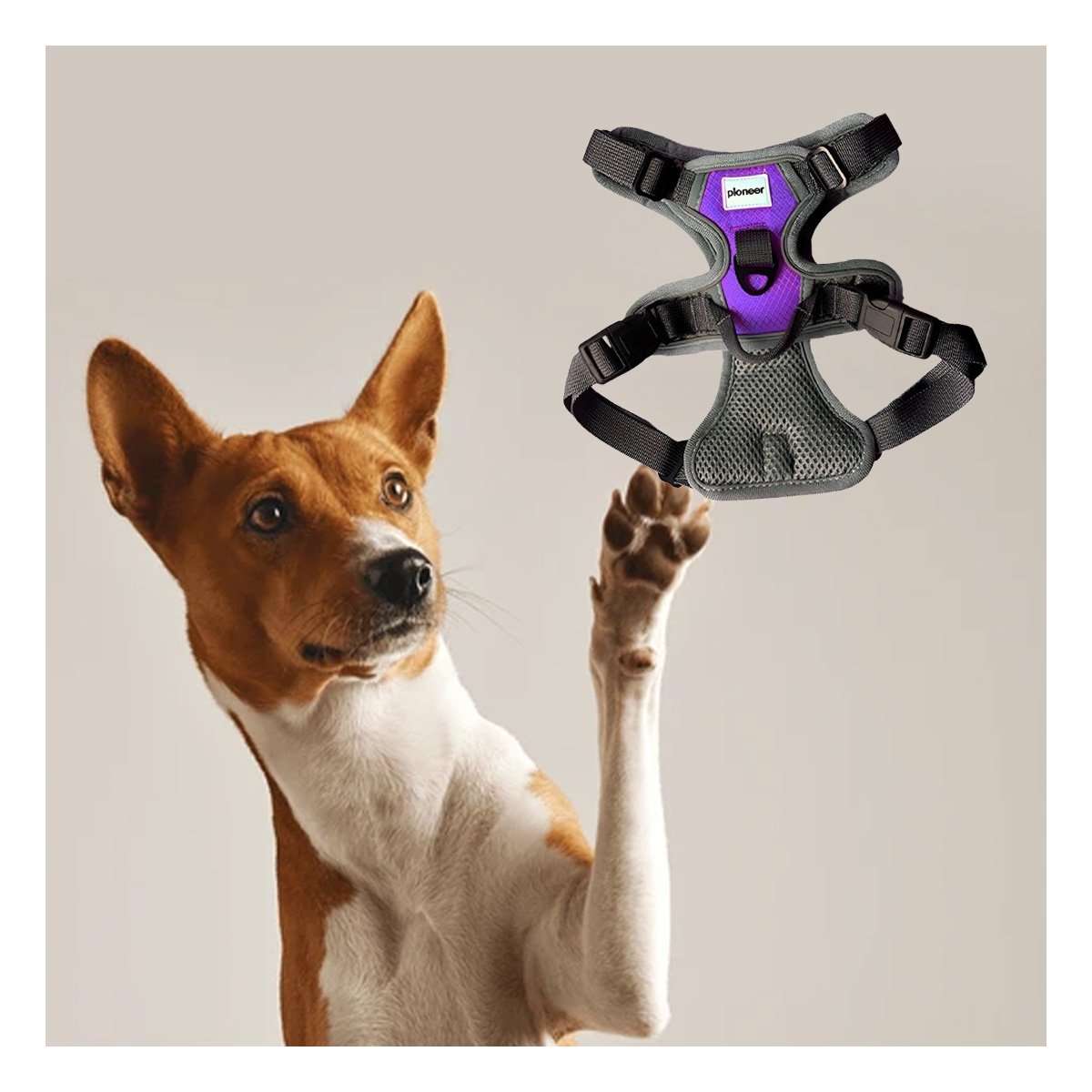 PACK6 CORREA DEPORTIVA PARA PERRO MORADO TALLA M FACIL DE USAR Y AJUSTAR - 5