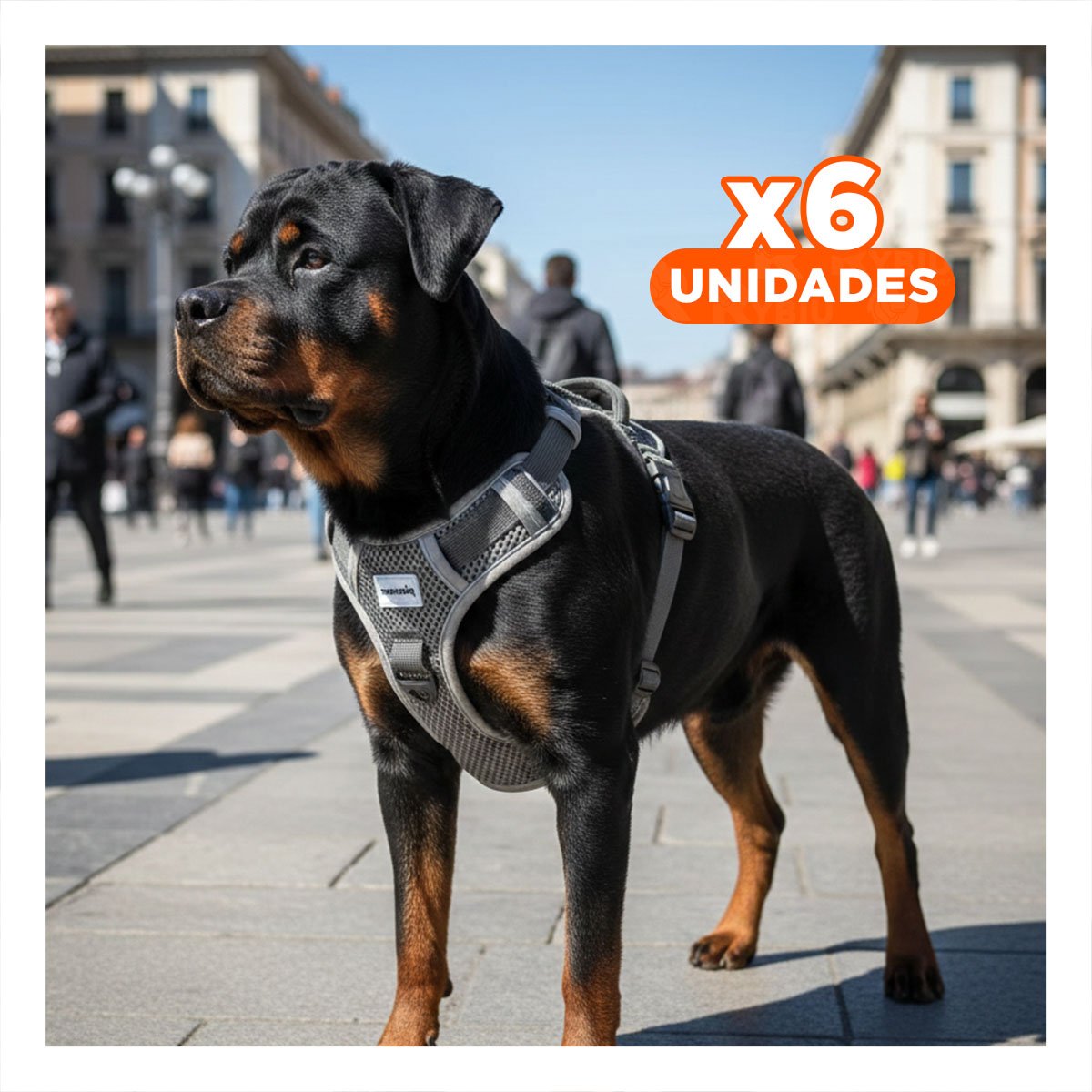 PACK6 SISTEMA DE PASEO PARA PERRO CON PECHERA NEGRA COMODA Y RESISTENTE Y+REGALO STICKER - 1