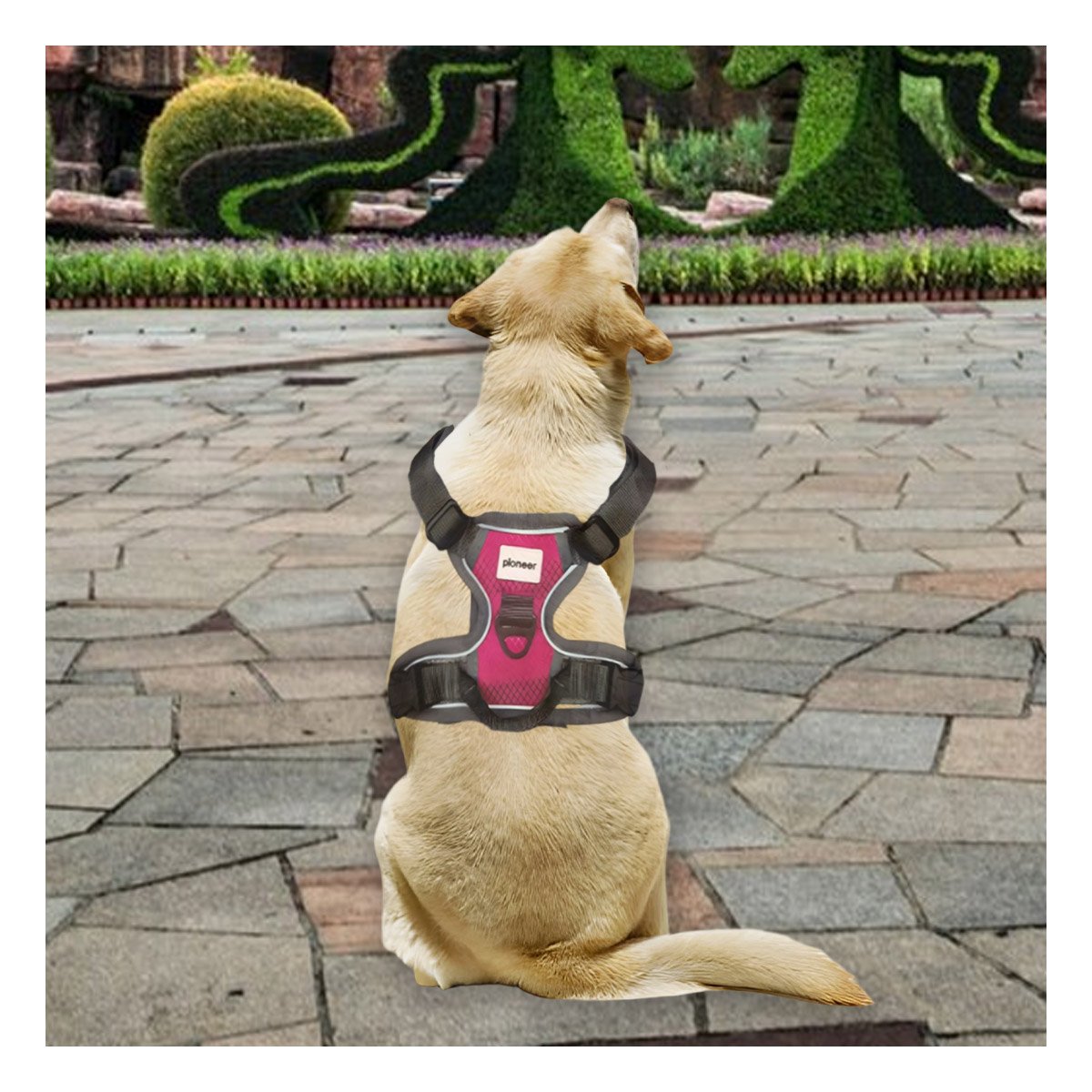 ARNES PARA PERRO AJUSTABLE CON MATERIAL RESISTENTE Y HEBILLA SEGURA Y+POST IT - 3