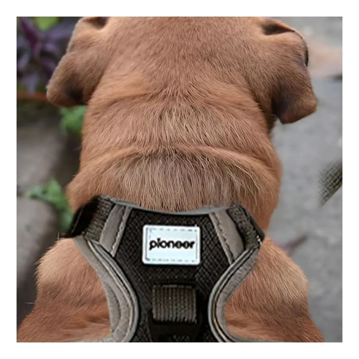 PACK6 ARNES PARA PERRO NEGRO TALLA L CON DISEÑO MODERNO Y FACIL DE AJUSTAR - 5