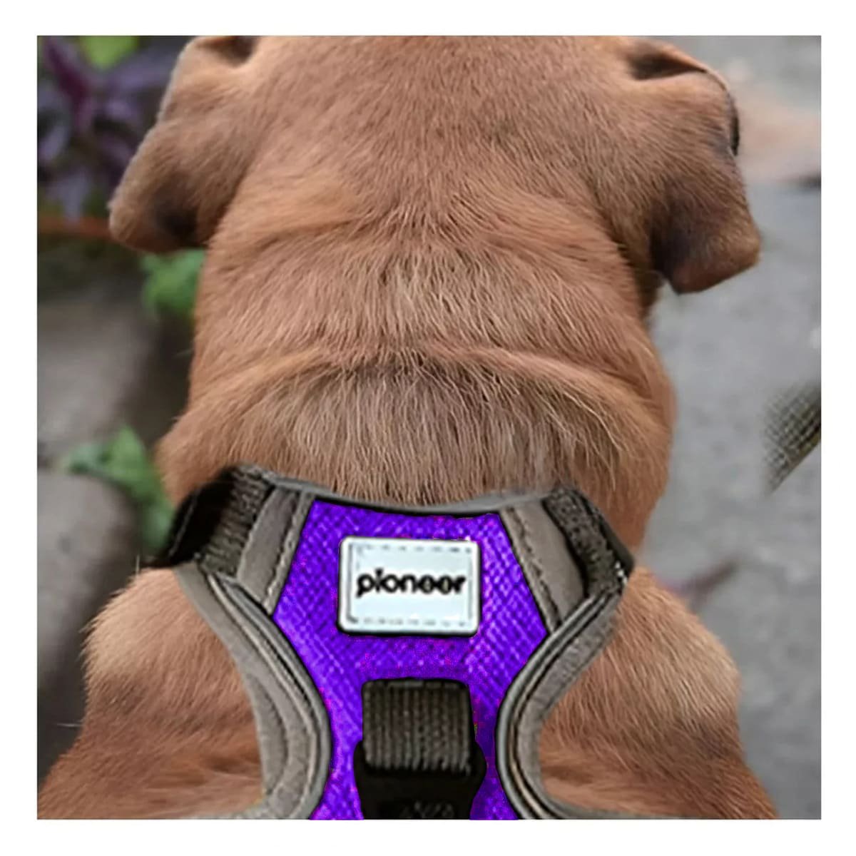 CHALECO PARA PERRO MORADO TALLA XL SEGURO Y CONFORTABLE Y+POST IT - 2