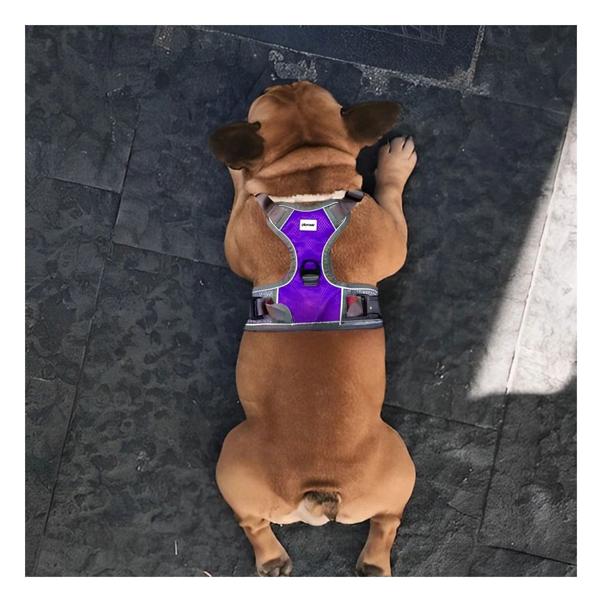 CHALECO PARA PERRO MORADO TALLA XL SEGURO Y CONFORTABLE Y+POST IT - 3