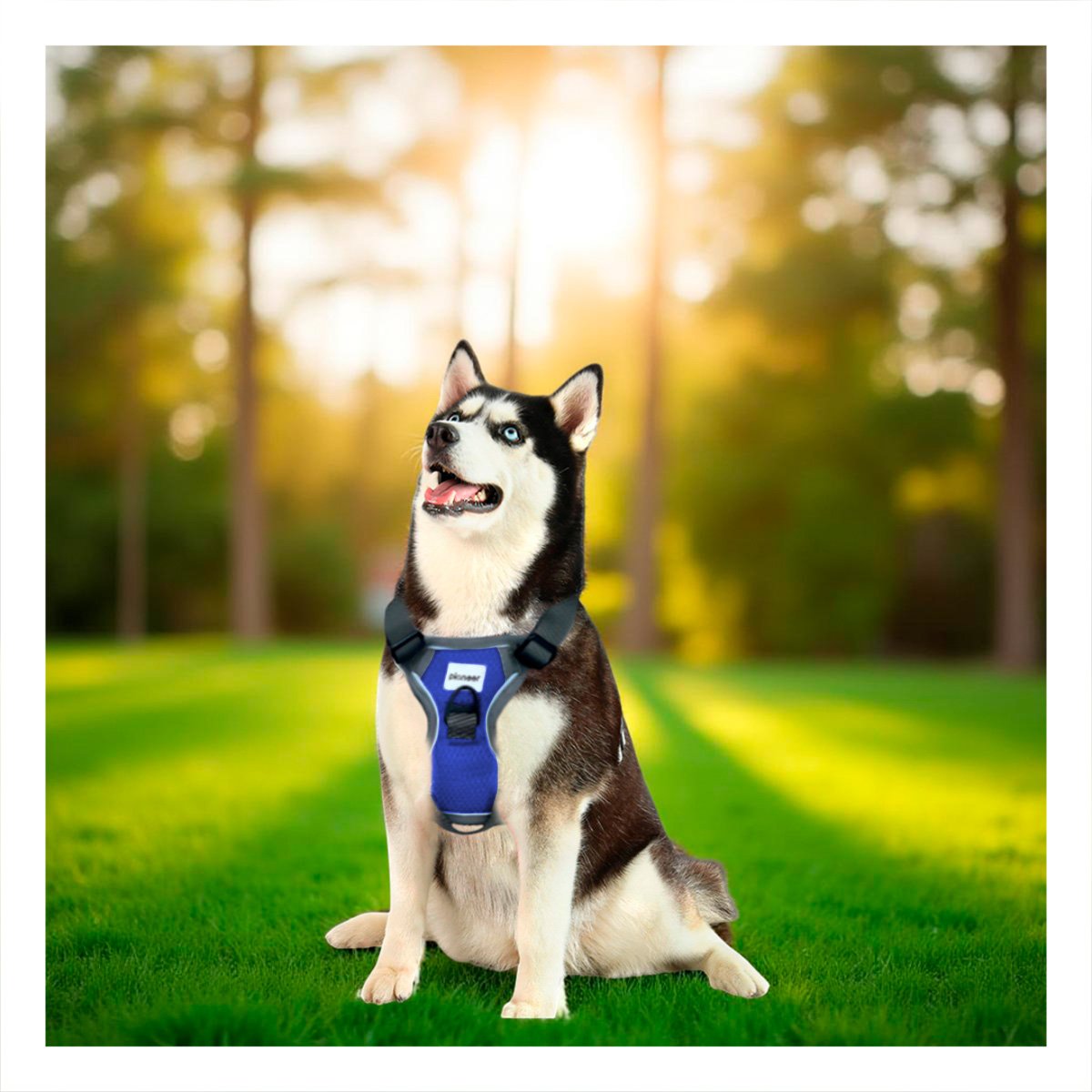 PACK4 CORREA CON PECHERA PARA PERRO AZUL TALLA L AJUSTABLE Y COMODA - 3