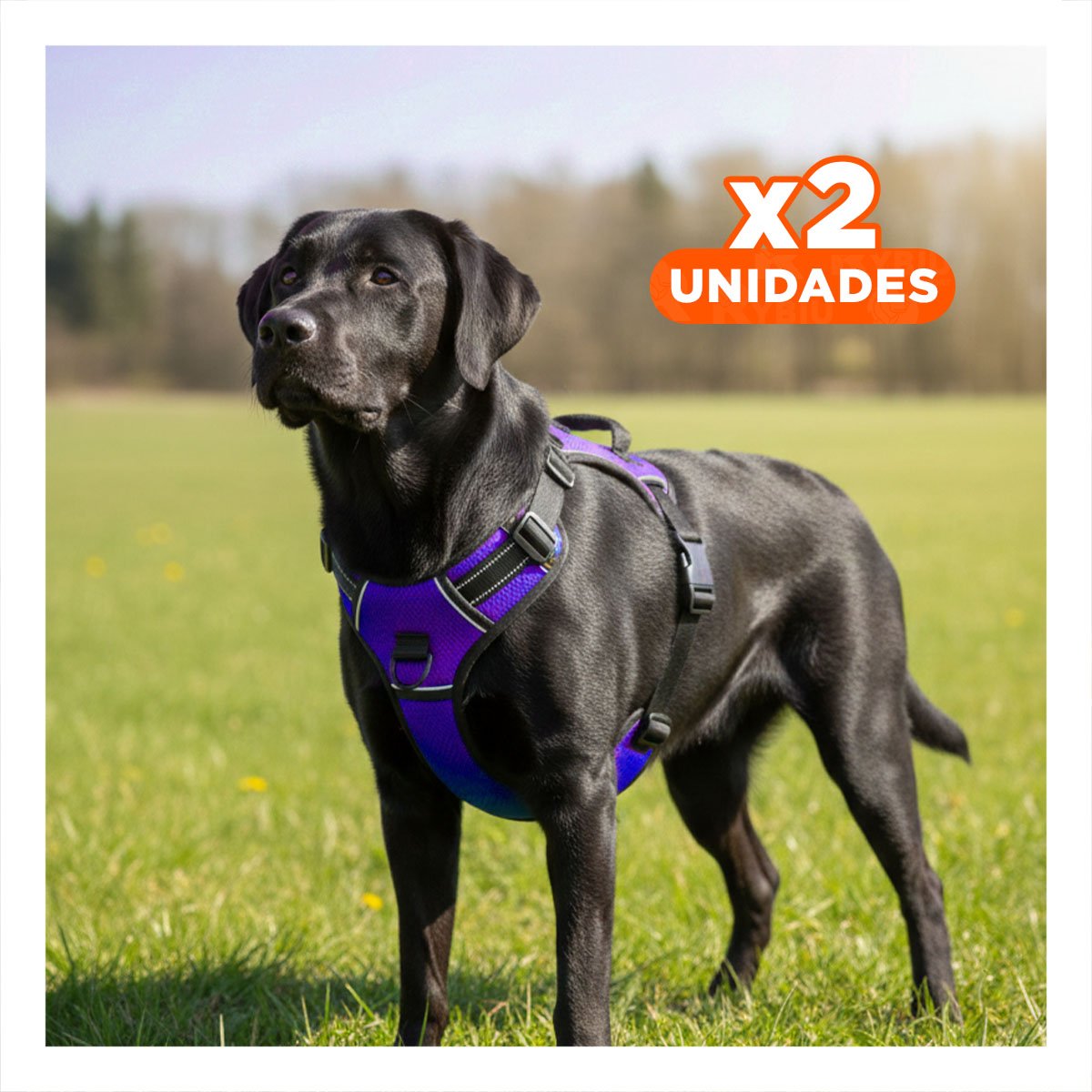 PACK2 PECHERA SEGURA PARA PERRO MORADO TALLA L MATERIAL LIGERO Y+REGALO STICKER - 1