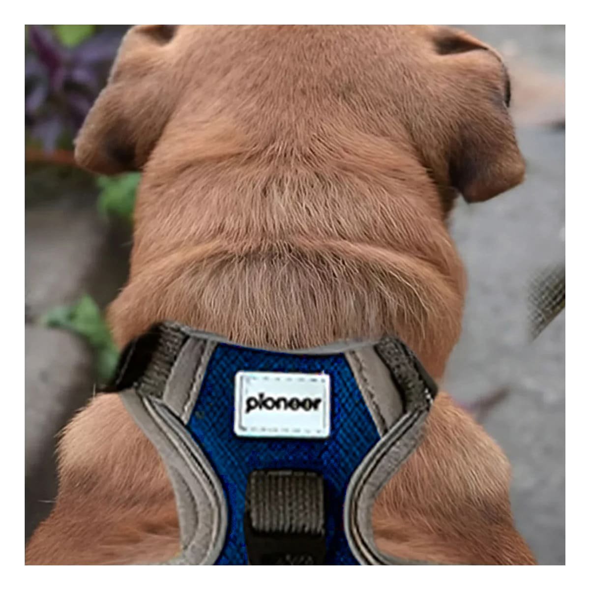 PACK2 CHALECO COMODO PARA PERRO AZUL TALLA L AJUSTE PERFECTO PARA PASEO - 5
