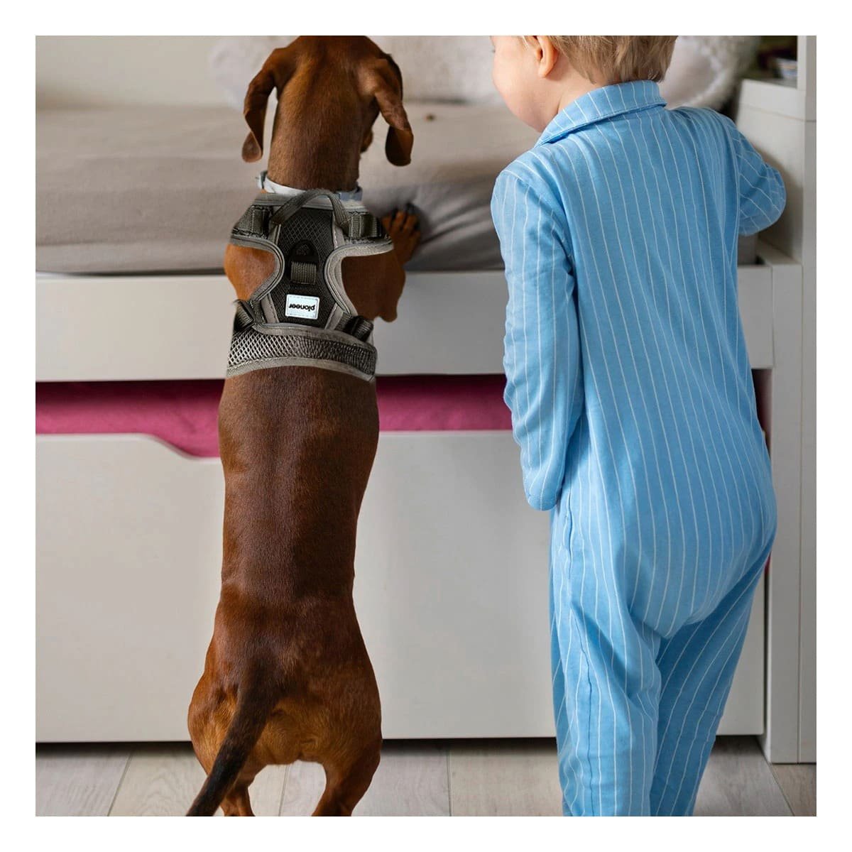 PACK4 AJUSTE PARA PERRO CON PECHERA ERGONÓMICA Y USO DIARIO FACIL Y+REGALO STICKER - 3