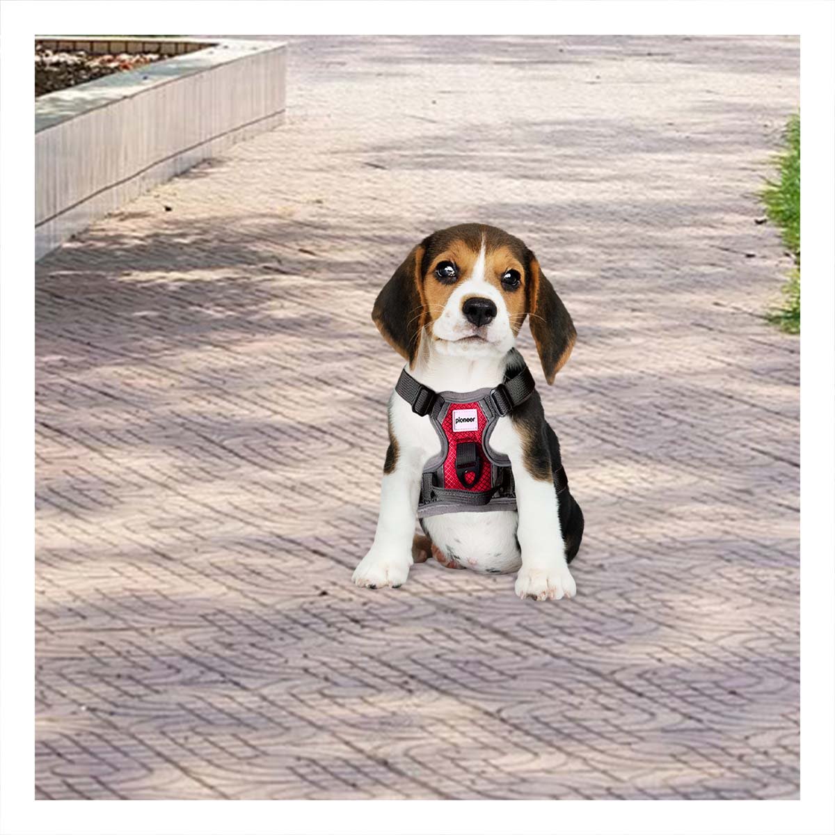 PACK6 SISTEMA AJUSTABLE PARA PERRO ROJO TALLA S COMODO Y+PAPEL REGALO - 2