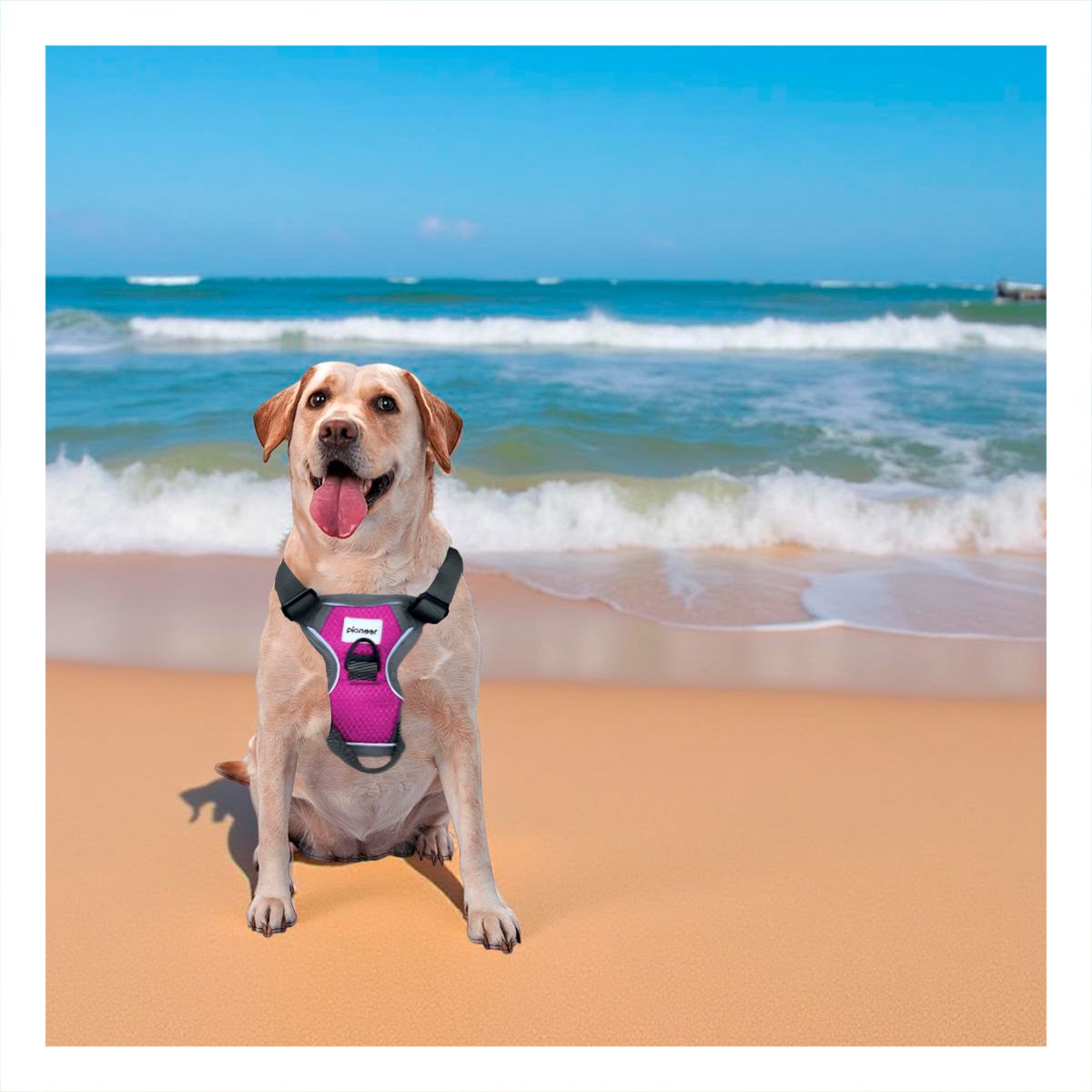CORREA PARA PERRO FUCSIA TALLA L PECHERA CON DISEÑO MODERNO Y+POST IT - 2