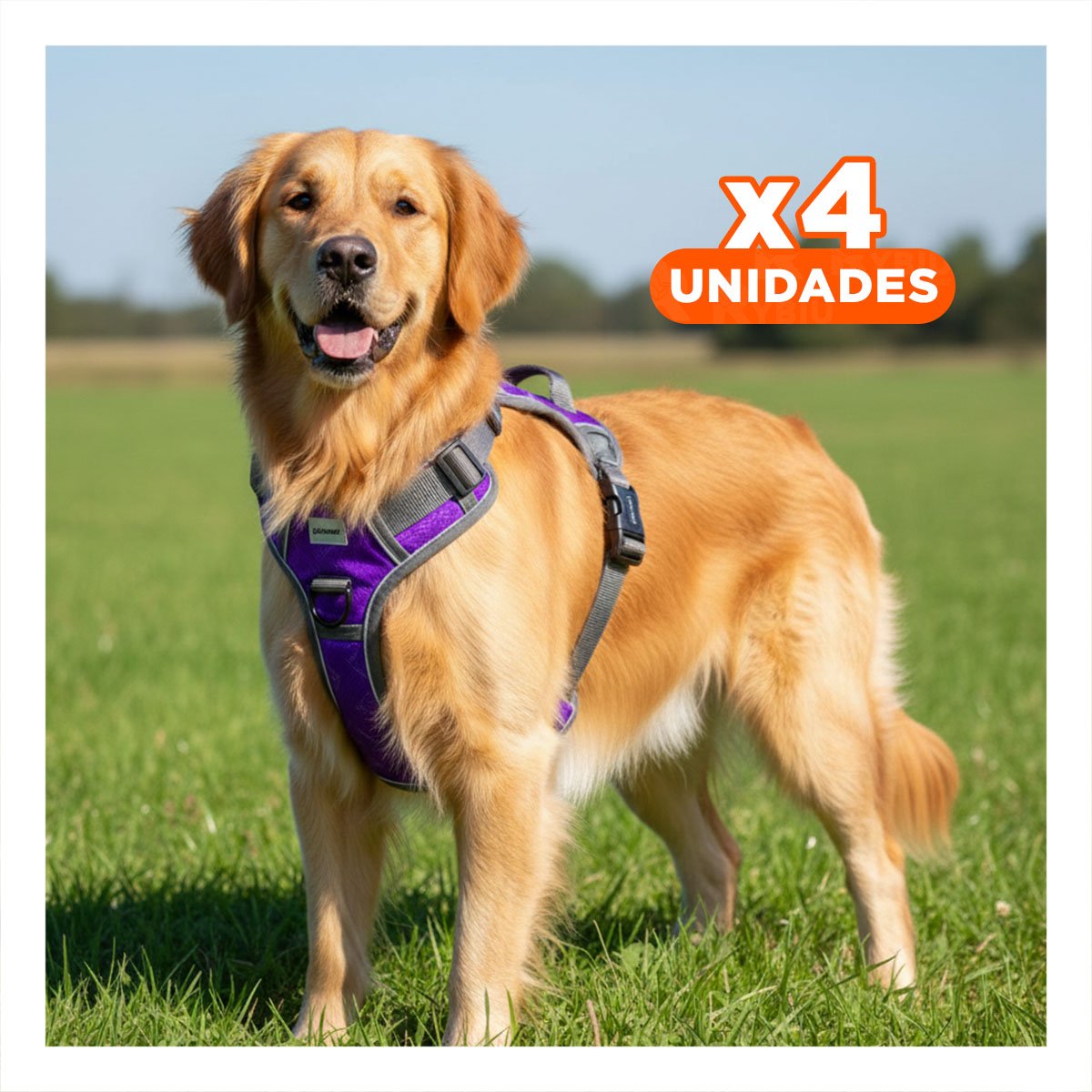 PACK4 EQUIPO PARA PERRO MORADO TALLA XL COMODO PARA PASEOS DIARIOS - 1