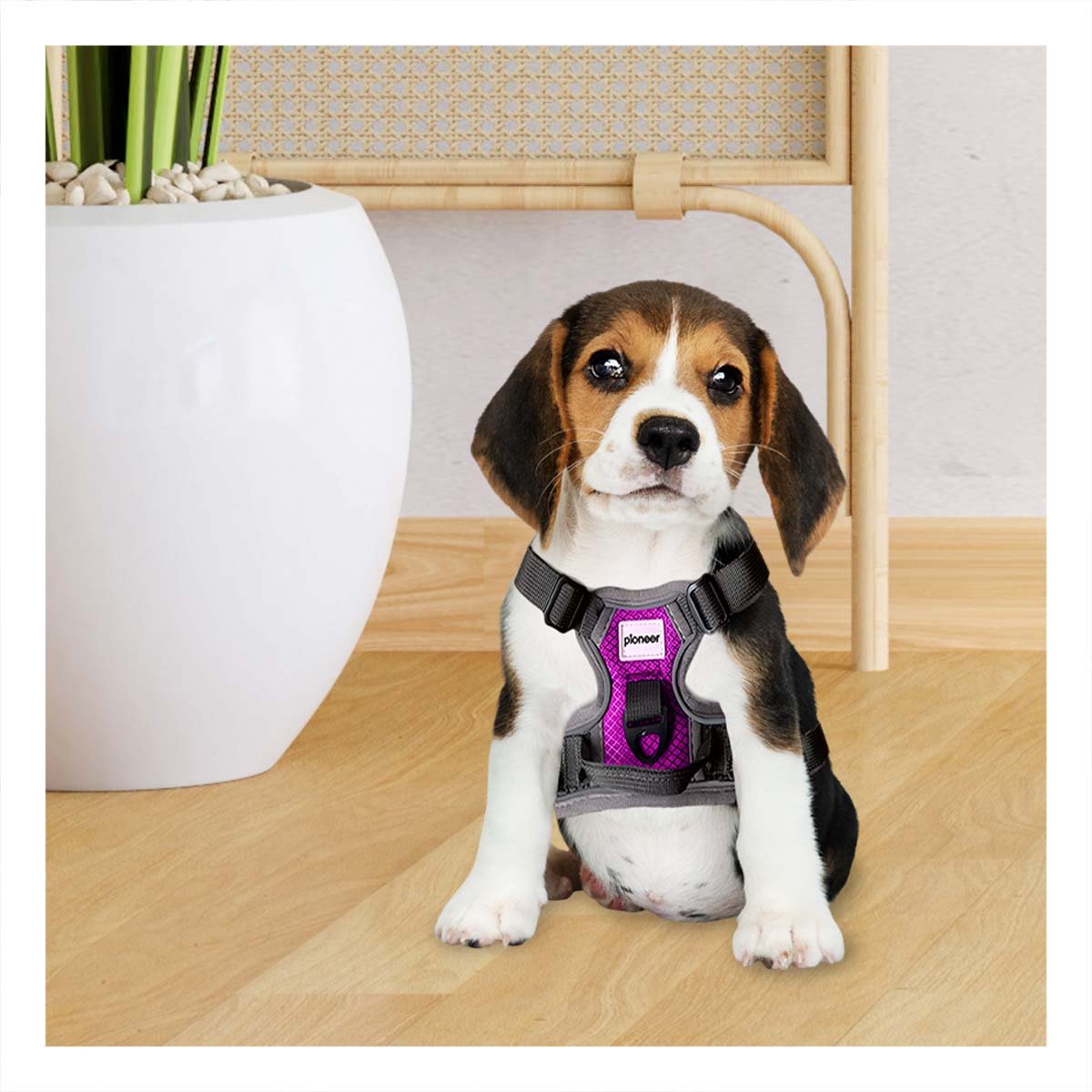 PACK4 EQUIPO DE PASEO PARA PERRO FUCSIA TALLA S FIRME Y CONFORTABLE - 5