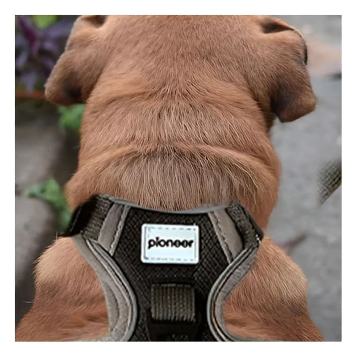 CONJUNTO DE PASEO PARA PERRO CON PECHERA RESISTENTE Y AJUSTABLE Y+REGALO STICKER - 5