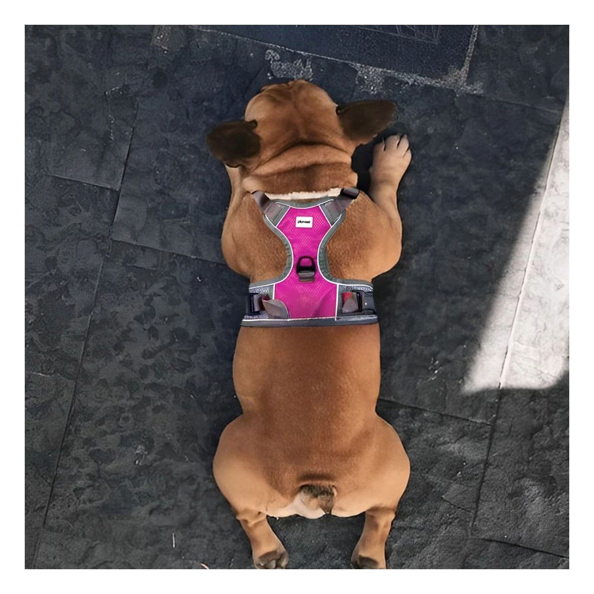 PACK4 CORREA PARA PERRO FUCSIA TALLA L COMODA PARA USO DIARIO Y+PAPEL REGALO - 2