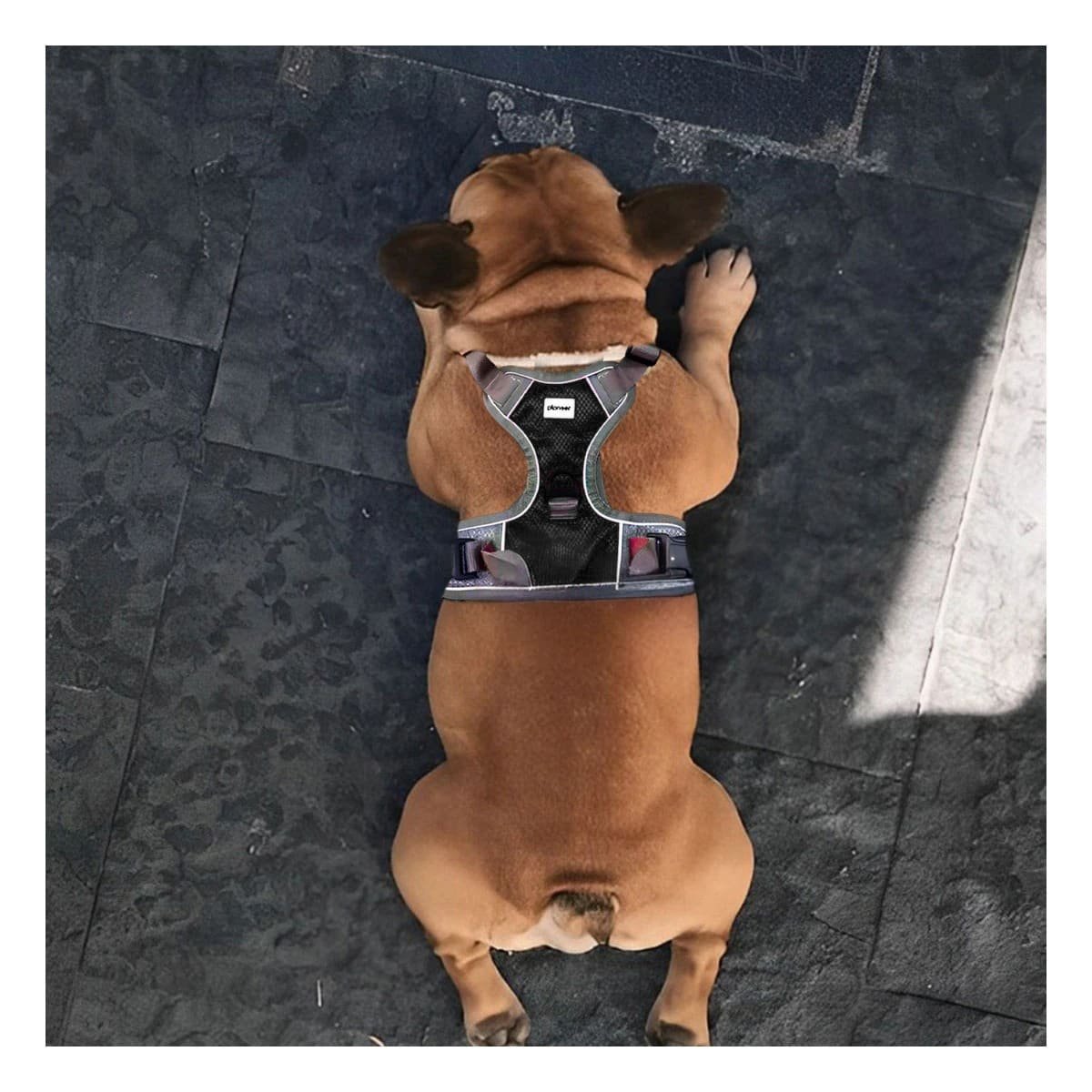 PACK2 ROPA PARA PERRO CON PECHERA NEGRA DE USO DIARIO Y CONFORTABLE - 2