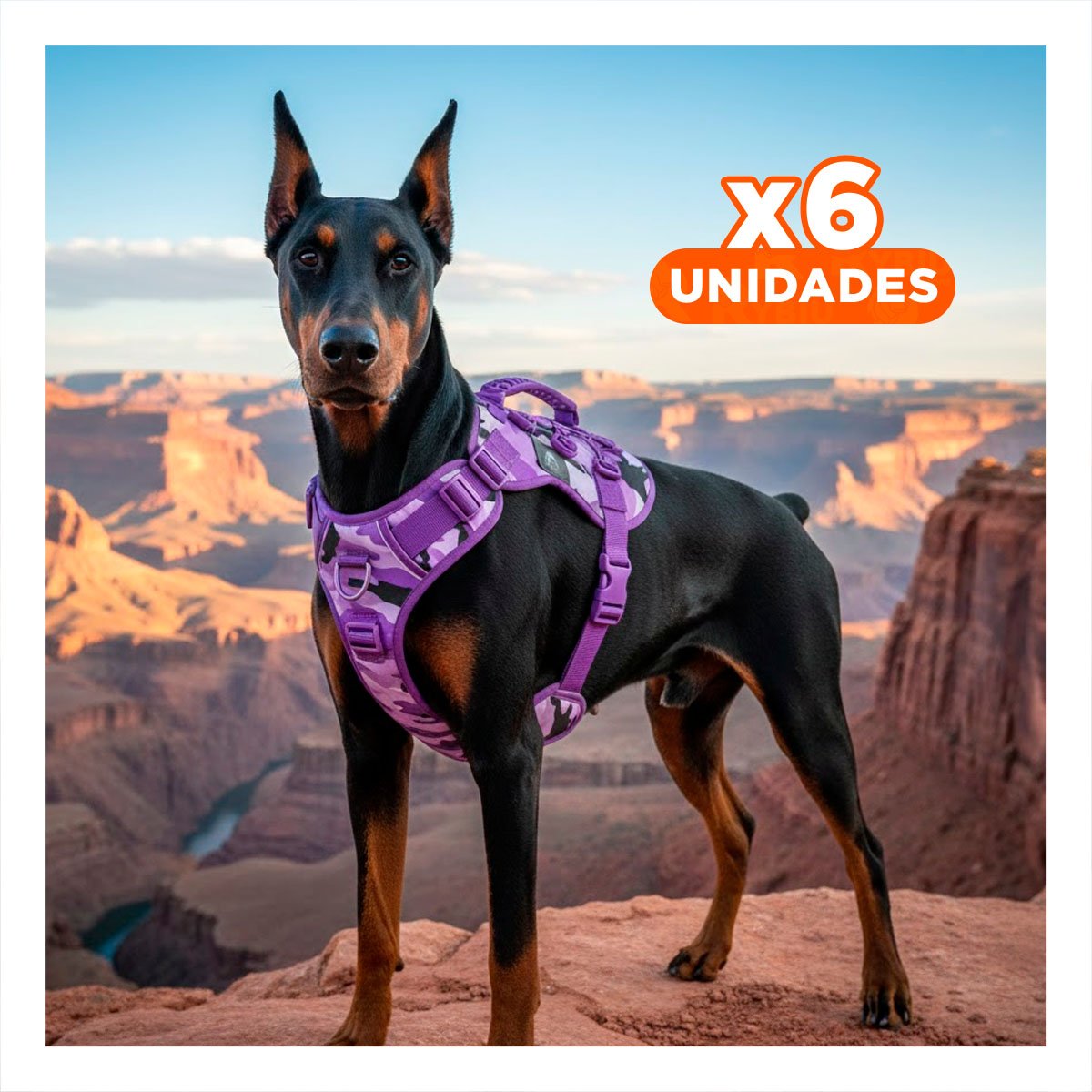 PACK6 ARNES PARA MASCOTA ACTIVA MORADO TALLA L CON MATERIAL DURABLE Y LIGERO Y+REGALO STICKER - 1