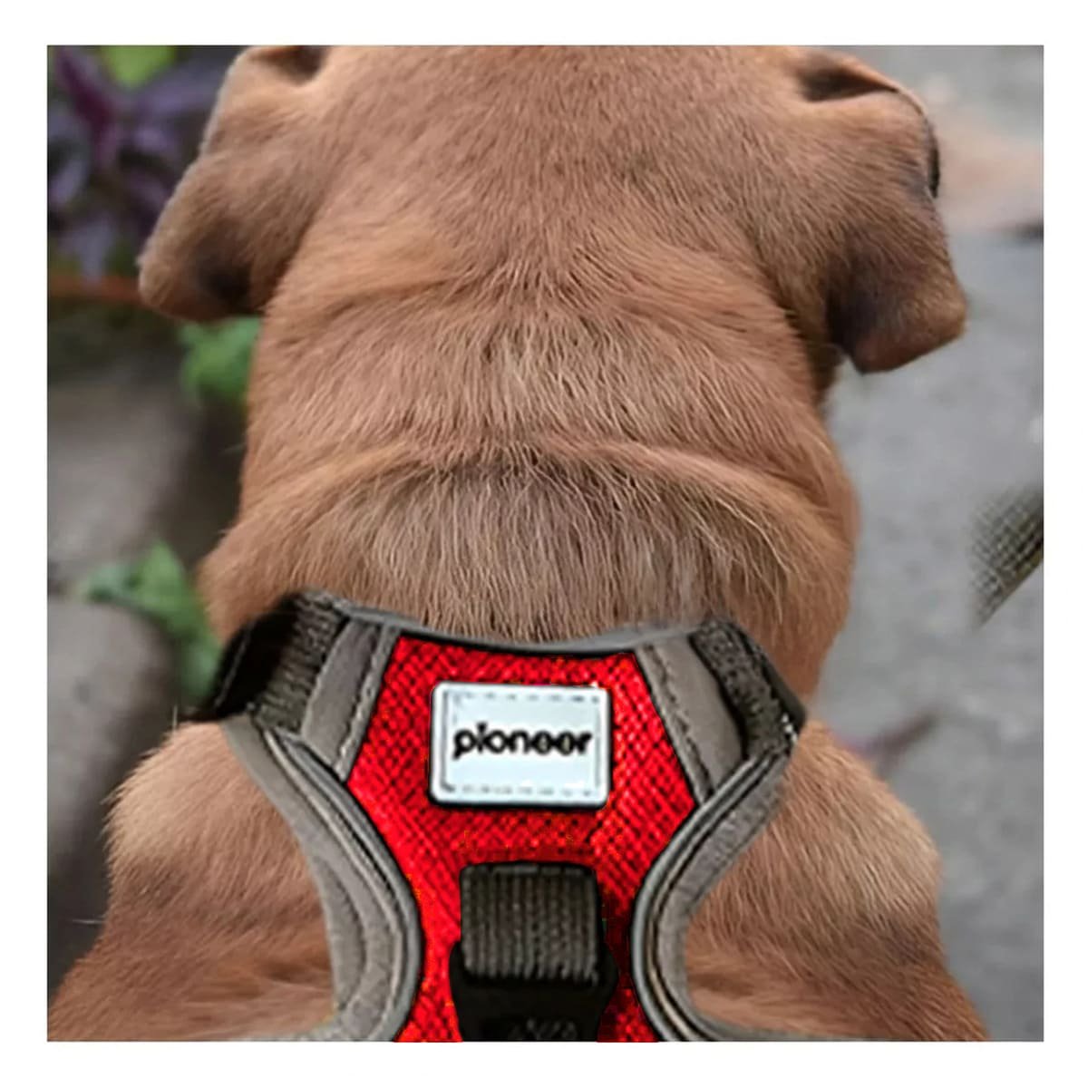 PACK6 SOPORTE PARA MASCOTA ROJO PECHERA TALLA L FACIL DE AJUSTAR Y+PAPEL REGALO - 2