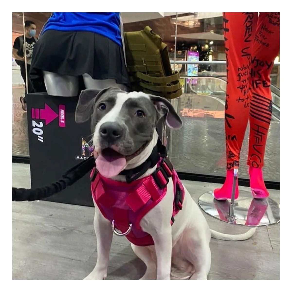 EQUIPO PARA PERRO ROSADO TACTICO TALLA XL ATRACTIVO - 1
