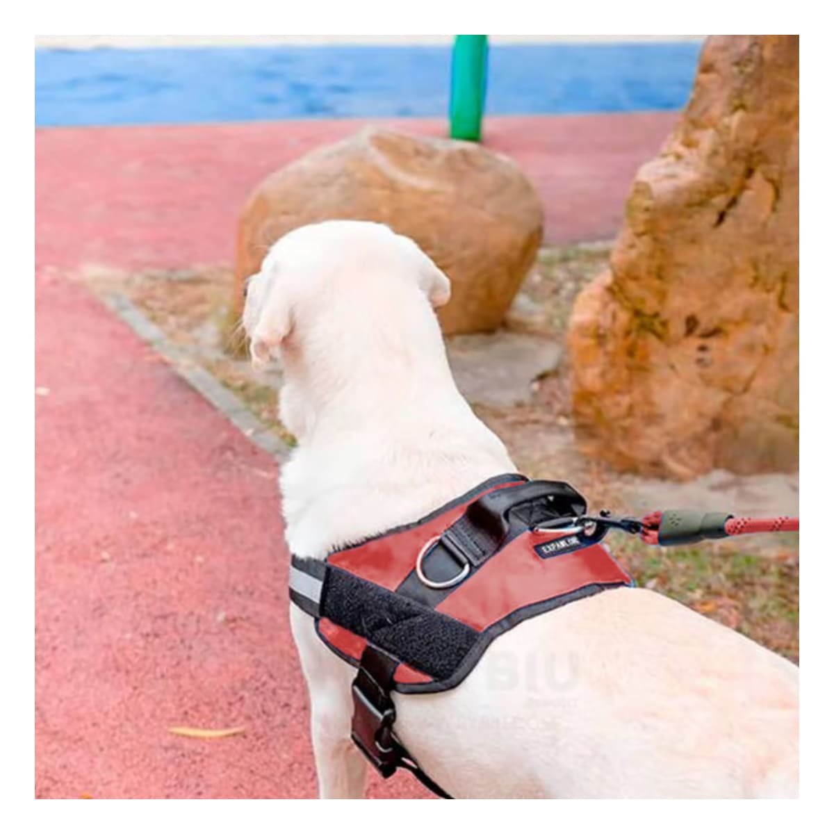 PACK6 PECHERA DEPORTIVA PARA PERRO CON HEBILLA RESISTENTE Y AJUSTE CONFORTABLE Y+PAPEL REGALO - 2