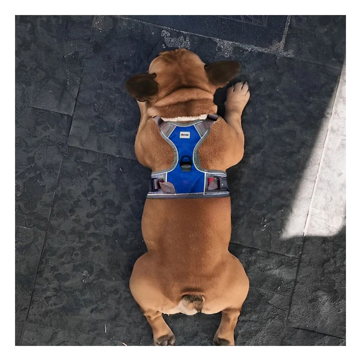 PACK4 CHALECO PARA PERRO AZUL TALLA L SEGURO Y FACIL DE COLOCAR Y+PAPEL REGALO - 2