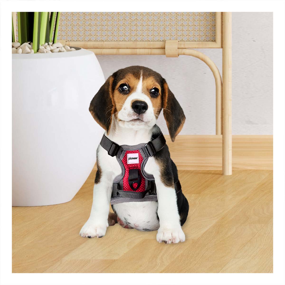 PACK6 PRENDA AJUSTABLE PARA PERRO ROJO TALLA S LIGERA Y+REGALO STICKER - 3